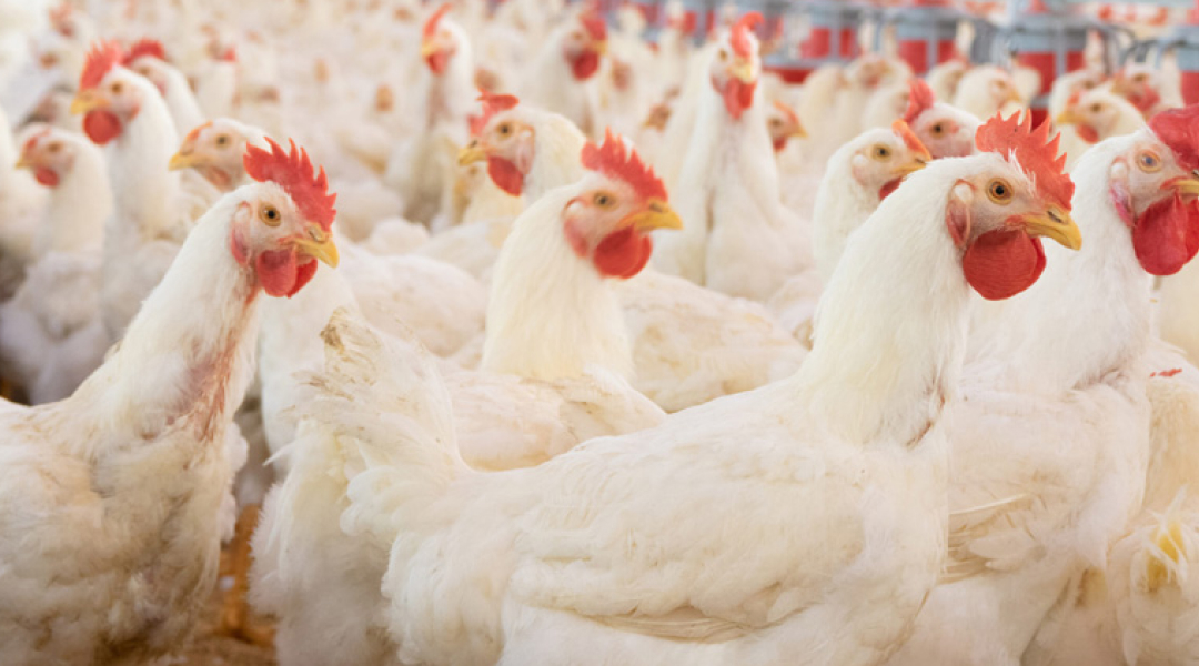 高品質を支える生産体制