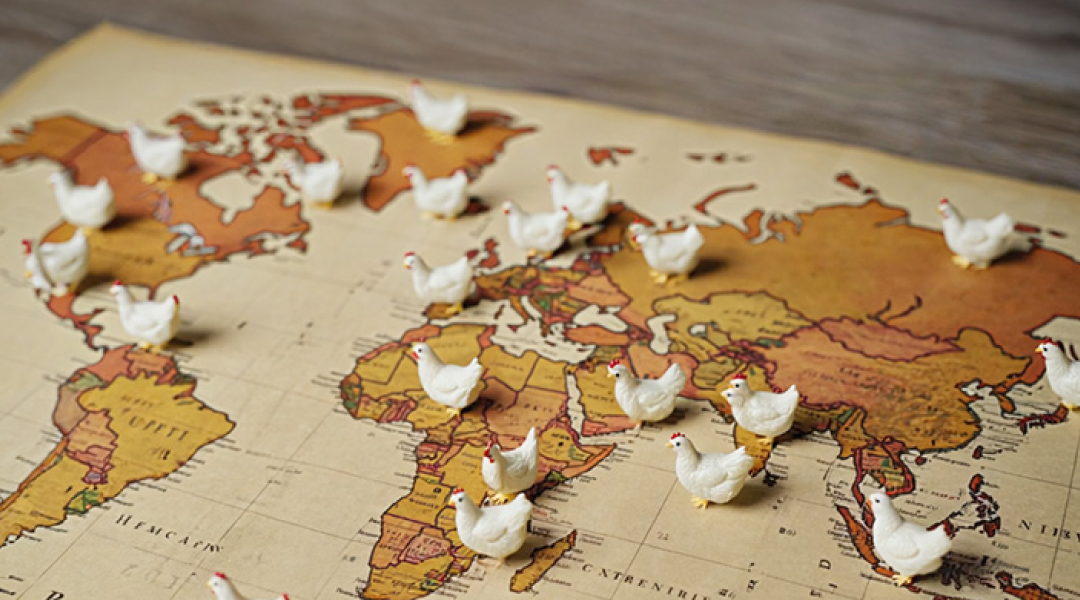 世界へ届けられる高品質卵製品